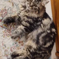 گربه بریتیش لانگ هیر