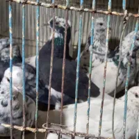 کبوتر ۱۲ عدد|پرنده|کاشان, امیرکبیر|دیوار