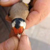 سهره غریب یکماه قفس|پرنده|سنندج, |دیوار