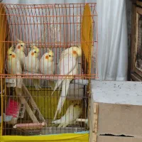 عروس هلندی نرماده لوتینو وایت فیس سینامون