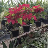 انواع گل های آپارتمانی و بیرونی