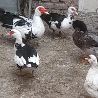 مرغابی های سالم و سرحال|حیوانات مزرعه|قلندر آباد, |دیوار