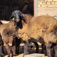 فروش  بره قوچ و کهره وبره|حیوانات مزرعه|وردشت, |دیوار