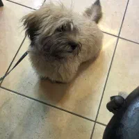 واگذاری سگ پاپی|سگ|سرخرود, |دیوار