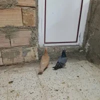 دوتا ماده گرفتنی