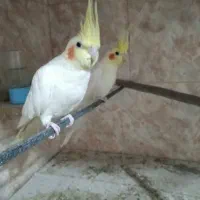 جفت عروس هلندی|پرنده|طبس, |دیوار