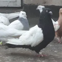 سینه سیاه ۵۰سانتی چشم خروسی غول