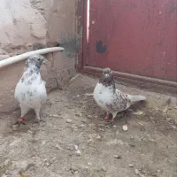 کفتر