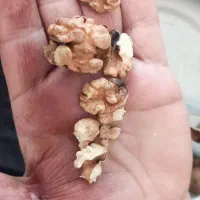 گردو الیگودرر|خوردنی و آشامیدنی|اهواز, پردیس|دیوار