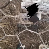 کبوتر