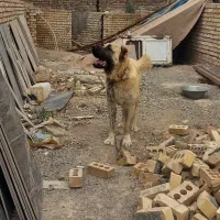 سگ افغان نر 11ماهه