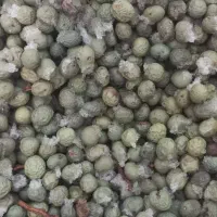 بنه(گنوشک)