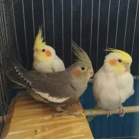 جوجه عروس هلندی