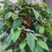 درخت|گل مصنوعی|اهواز, کوی رمضان|دیوار