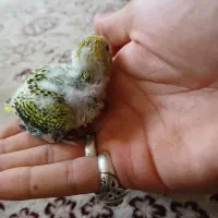 جوجه مرغ عشق رنگ خاص تقریبا سرلاکی