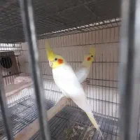 مولد صد درصد تضمینی رام و سخنگو