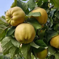 به اصفهان نهال نهالستان بزرگ پاشاپور خرید قسطی