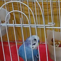 فروش عروس هلندی مولد و مرغ عشق با لوازم کامل|پرنده|خرمآباد (تنکابن), |دیوار