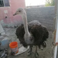 فروش ۹۹ متری