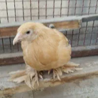 جوجه برهما|حیوانات مزرعه|تهران, جوادیه|دیوار