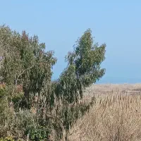 زمین-مسکونی230متر-سندتک-برگ-زیر-5دقیقه-تادریا