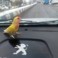 گمشده جفت اهلی فروشی مولدن