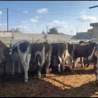 فروش انواع گوساله|حیوانات مزرعه|تهران, ایرانشهر|دیوار