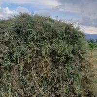 یونجه|خدمات باغبانی و درختکاری|مرند, |دیوار