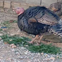 بوقلمون برنز نر