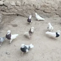 کبوتر طوقی