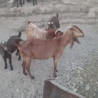 3تا بز بزغاله یه نر دو تا ماده