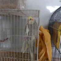 عروس هلندی جفت|پرنده|مشهد, باغ فراگرد|دیوار