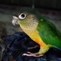 پرنده گمشده در محدوده آزادگان دولت آباد