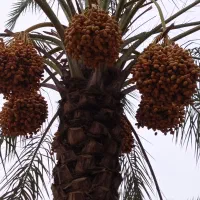 رطب|خوردنی و آشامیدنی|سعدآباد, |دیوار