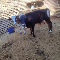 گاو زایده با گوساله نر جنس خوب|حیوانات مزرعه|جیرفت, |دیوار
