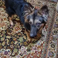 سگ ژرمن شیپرد ۹ ماهه|سگ|اهواز, منبع اب|دیوار