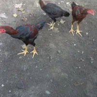 لاری، قیمت برای ۳تاست