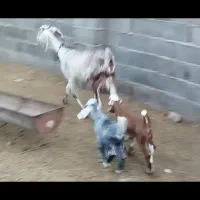 طوقلی گوسفند دوقولوزا|حیوانات مزرعه|گنبد کاووس, |دیوار