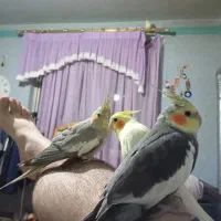 جوجه عروس هلندی