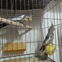 یک جفت عروس آهویی