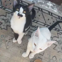 دو تا گربه یکی نر یکی ماده