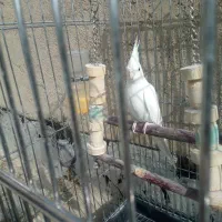 عروس هلندی جفت|پرنده|شهریار, شهریار|دیوار