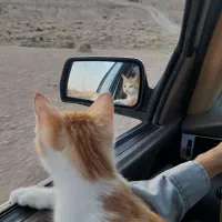 گربه نژاد DSH|گربه|بیرجند, |دیوار