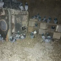 مشتری واقعی فقط تماس