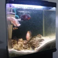 اکواریوم بهمراه تمام وسایل