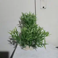 گل مصنوعی آکواریوم|ماهی|ارومیه, |دیوار