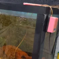 آکواریوم ماهی (۹۰×۵۰)