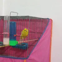 یک عدد قناری نر رسمی بلند جوان سالم|پرنده|قزوین, |دیوار