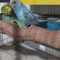 مرغ عشق انگلیسی جفت|پرنده|باسمنج, |دیوار