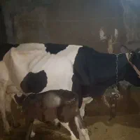 گاو و گوساله